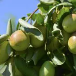 Uleiul de jojoba - intensificatorul perfect pentru păr & toate tipurile de piele