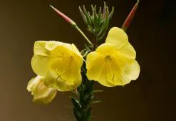 Ulei de primulă – puterea de înfrumusețare a florilor galbene
