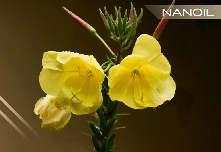 Ulei de primulă – puterea de înfrumusețare a florilor galbene