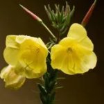 Ulei de primulă – puterea de înfrumusețare a florilor galbene